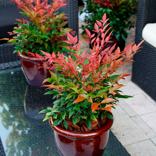        (Nandina domestica), 15  +   -     , -,   