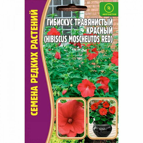       (Hibiscus moscheutos red) (5 ).  -     , -,   