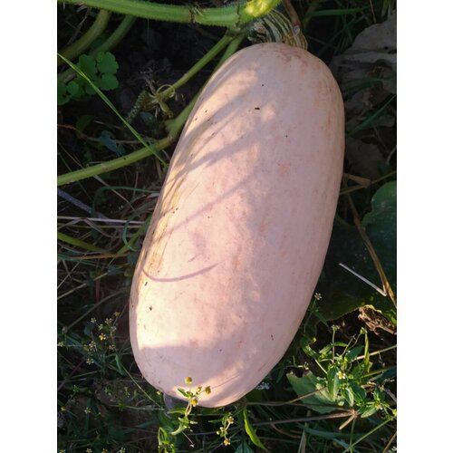     Jumbo pink banana squash ( ), 5   -     , -,   