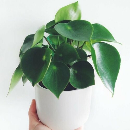     (Peperomia POLYBOTRYA)   -     , -,   