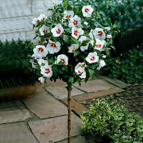     (Hibiscus SYRIACUS 'RED HEART ROSE OF CHIFFON),   -     , -,   