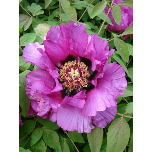       (Paeonia suffruticosa), 5   -     , -,   