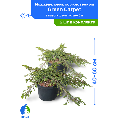    Green Carpet ( ) 40-60     3 , ,   ,   2 