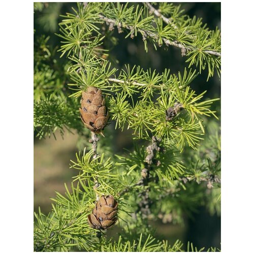      (Larix sibirica), 150   -     , -,   