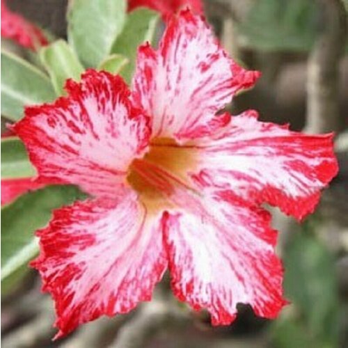   , Adenium Obesum Desert Rose WATER SPLASH, ,   -     , -,   