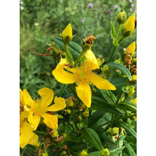      (Hypericum ascyron), 70   -     , -,   