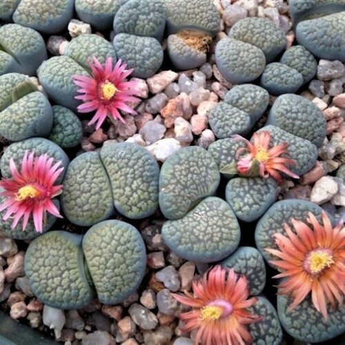      Lithops verruculosa mix 10 .  -     , -,   