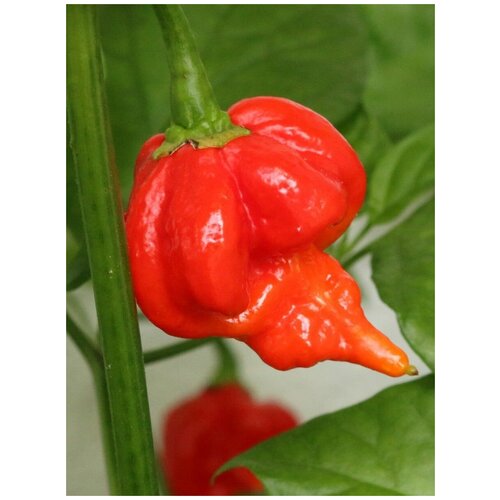      Trinidad Scorpion Butch T red (    ), 5   -     , -,   