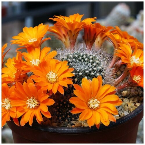       Rebutia flavistyla FR-756 10 .  -     , -,   