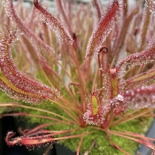      NARROW RED LEAF 10+  (Drosera Narrow Red Leaf),  ,    -     , -,   