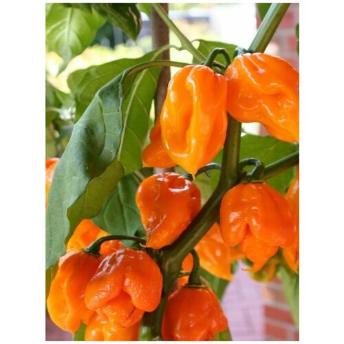      Trinidad Scorpion orange /   , 5   -     , -,   