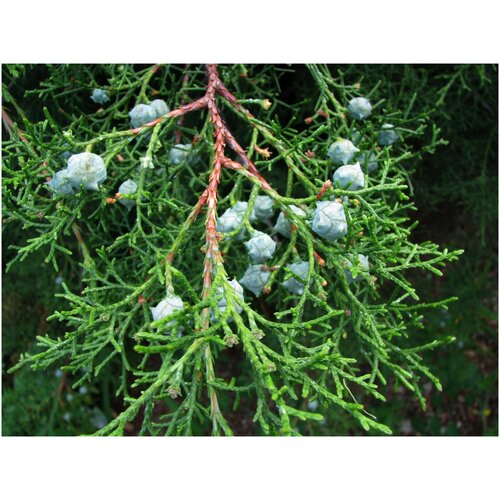     -   (. Cupressus lusitanica)  50  -     , -,   