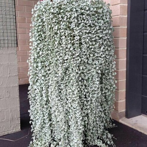      (Dichondra ARGENTEA 'SILVER FALLS'), .  -     , -,   