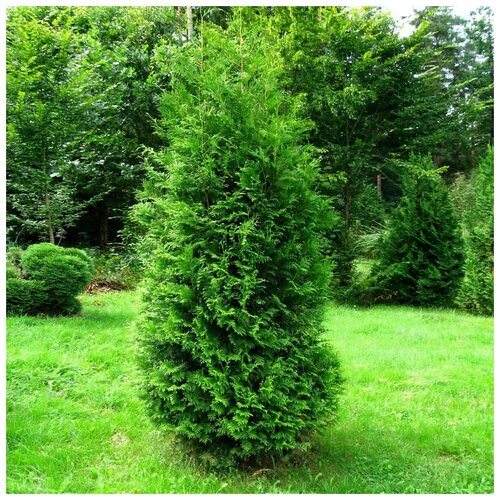      (. Thuja occidentalis Brabant)  50  -     , -,   