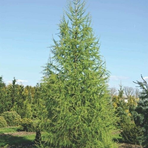      (Larix decidua), 25   -     , -,   