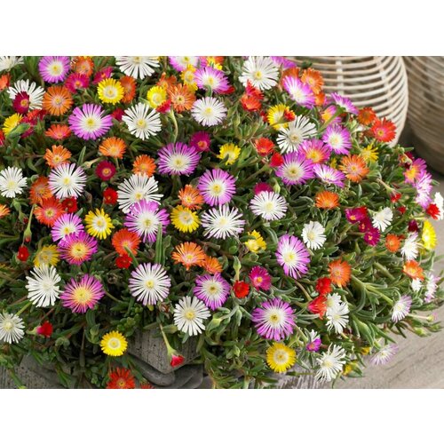     , ,  15. (Delosperma)  -     , -,   