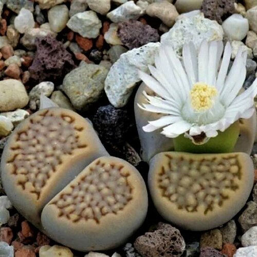      Lithops hallii mix 10 .  -     , -,   