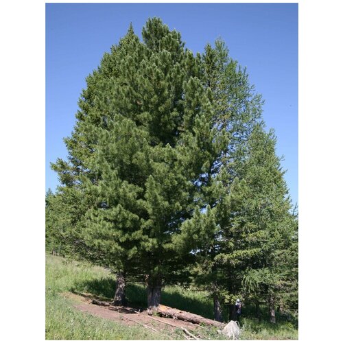      (Pinus sibirica), 120   -     , -,   