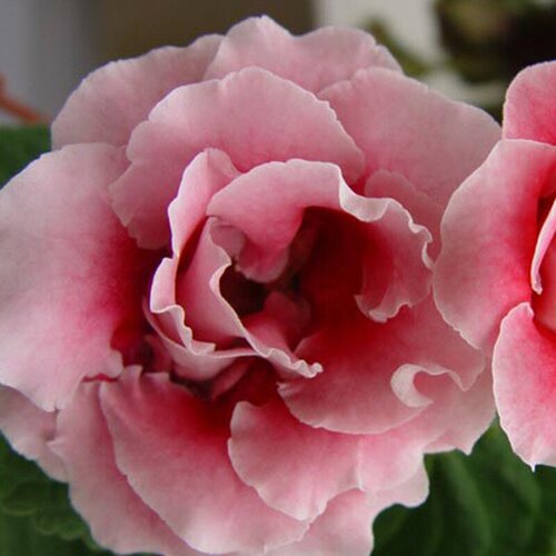      (. Gloxinia)  10  -     , -,   