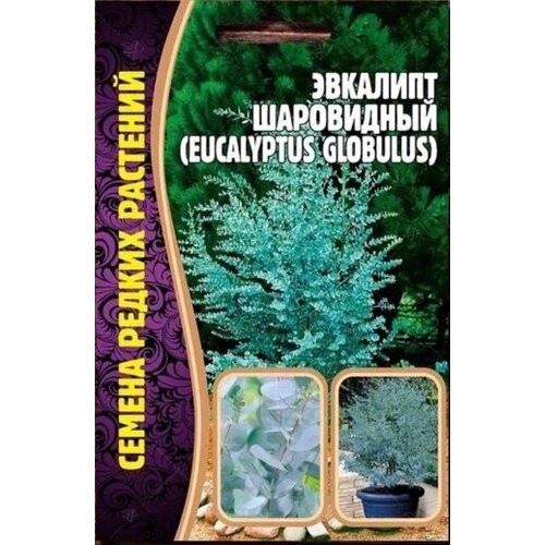      (Eucalyptus Globulus) (10 )  -     , -,   