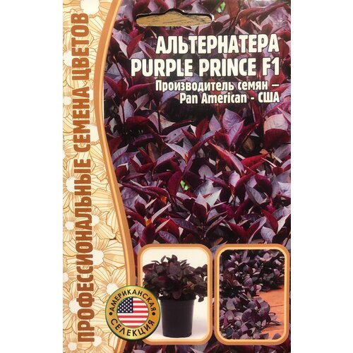     Purple Prince F1 (3 .)  -     , -,   