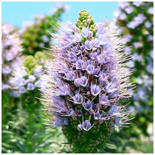     (. Echium vulgare) 150  -     , -,   