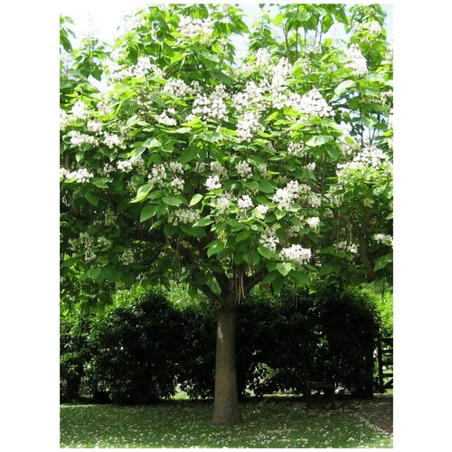      (Catalpa speciosa), 20   -     , -,   