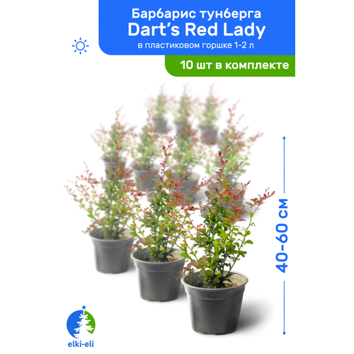    Dart's Red Lady (  ) 40-60     1-2 , ,   ,   10 