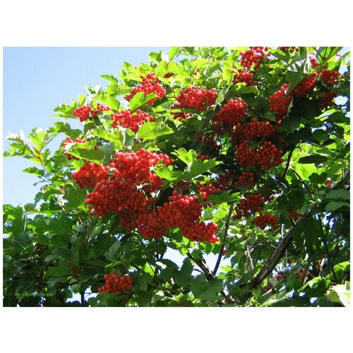     (. Viburnum opulus ) -  10  -     , -,   