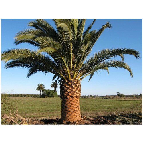     (. Phoenix anariensis)  10  -     , -,   