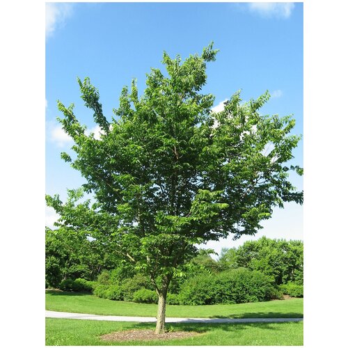     (. Celtis occidentalis)  25  -     , -,   