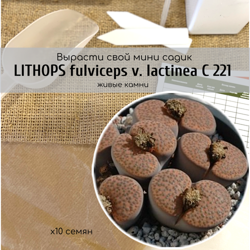     Lithops fulviceps var. lactinea  /   -   /      -     , -,   