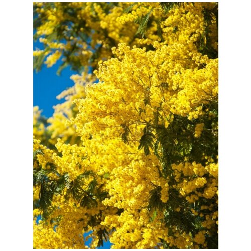       (Acacia dealbata), 20   -     , -,   