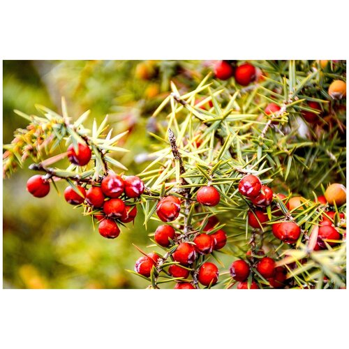     -   -   (. Juniperus oxycedrus)  25  -     , -,   