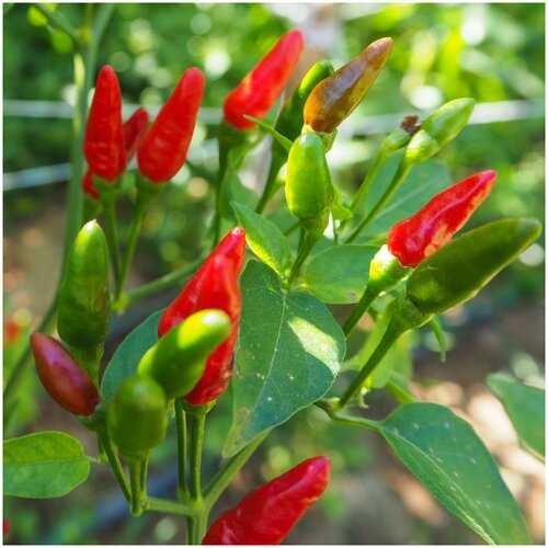     Ravit Bird Eye -   (. Capsicum annuum Bird's Eye)  15  -     , -,   