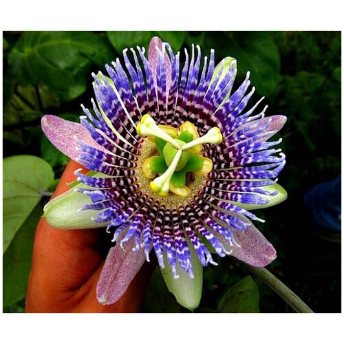     -   -   (. Passiflora ligularis)  10  -     , -,   