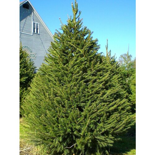      (picea abies), 165   -     , -,   