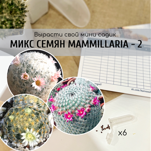            (Mammillaria schiedeana / plumosa / haageana ssp. elegans)      -     , -,   