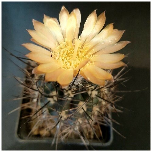       Pyrrhocactus straussianus R-542 10 .  -     , -,   