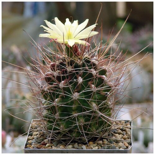       Hamatocactus longihamatus 10 .  -     , -,   