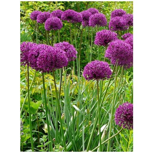        (Allium purple), 30   -     , -,   