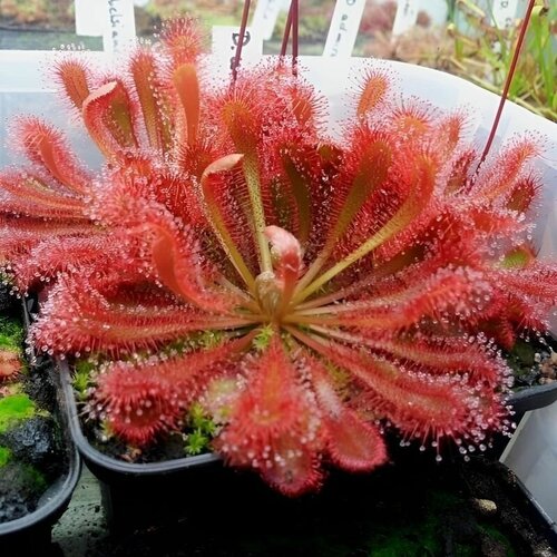      ULTRAMAFICA  SPATULATA 10+  (Drosera Ultramafica x Spatulata),  ,    -     , -,   