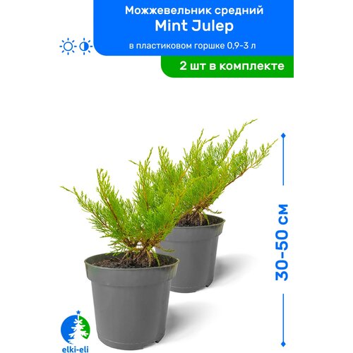   Mint Julep ( ) 30-50     0,9-3 , ,   ,   2 