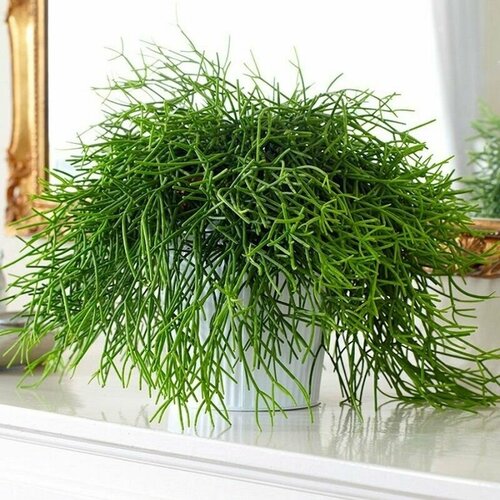     (Rhipsalis BACCIFERA),   -     , -,   