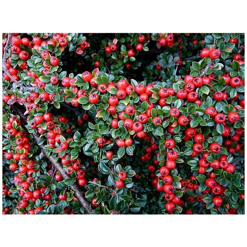     (. Cotoneaster serotinus) -  10   -     , -,   