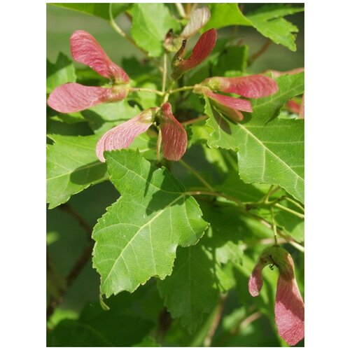      (Acer ginnala), 25   -     , -,   