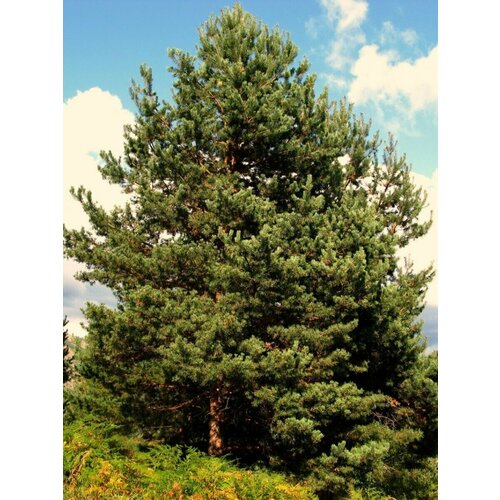      (Pinus sylvestris), 165   -     , -,   