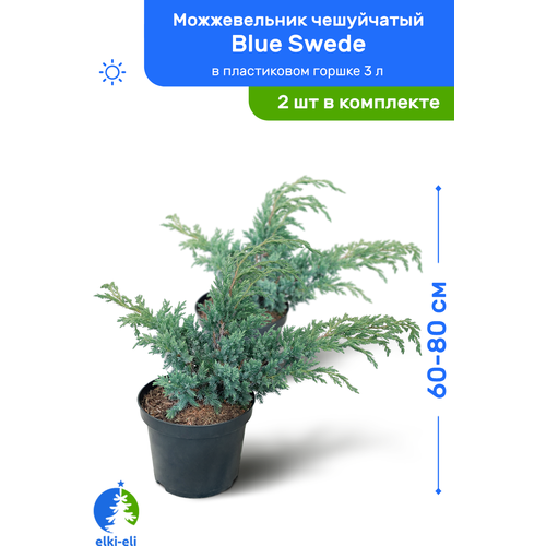    Blue Swede ( ) 60-80     3 , ,   ,   2 