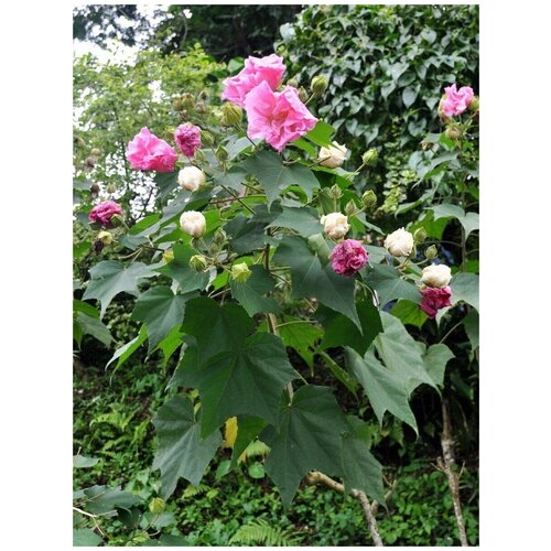      (Hibiscus mutabilis), 10   -     , -,   