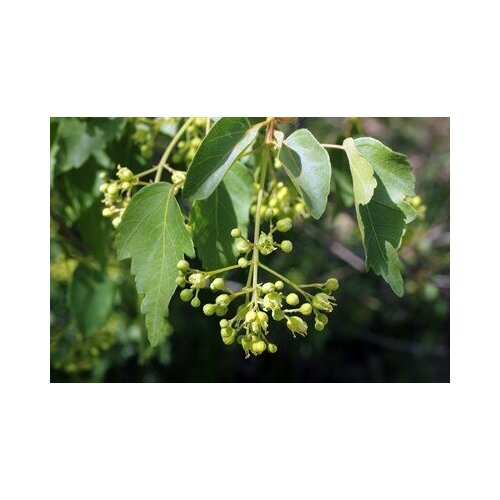    -   (. Acer oliverianum)  10